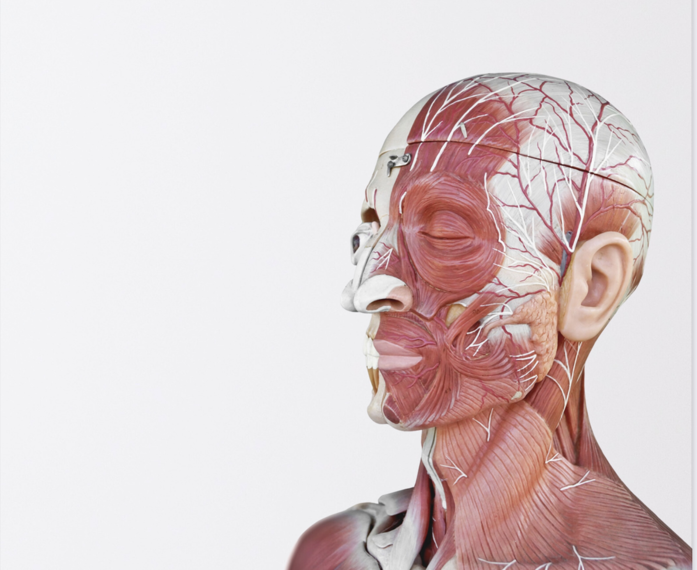 Anatomy & Physiology Level 3